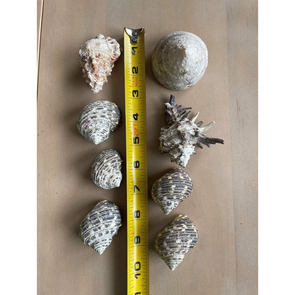 Large Mixed Seashell Collection 16 Natural Beach Shells Craft Decor Display Lot